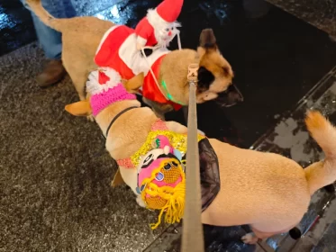 2024-25_30 花東旅遊 - Day1